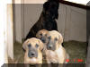 Great Dane Puppies , Great Danes for Sale , Great Dane Breeders